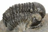 Detailed Proetid (Gerastos) Trilobite Fossil - Morocco #343301-2